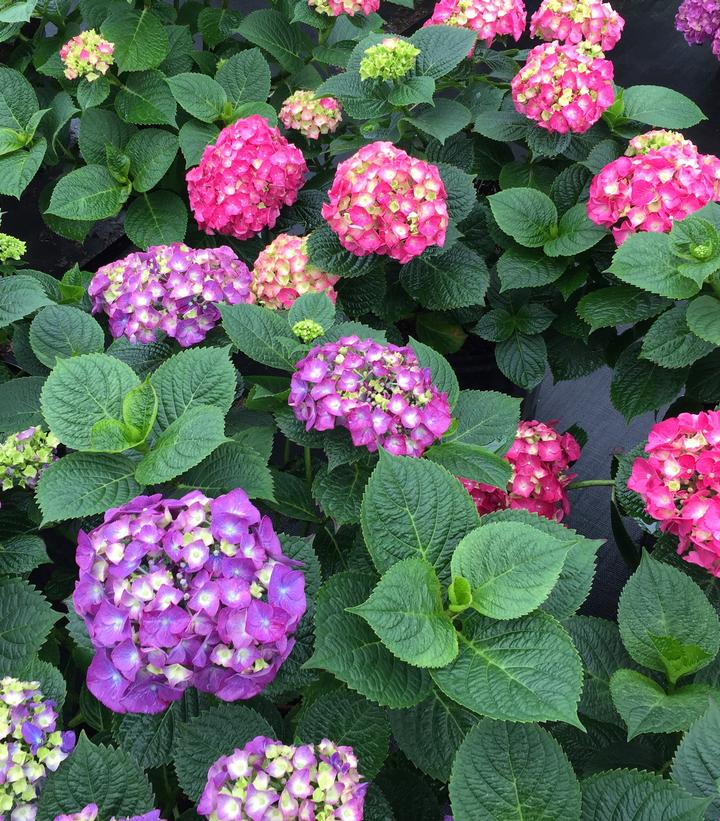 Hydrangea mac. Let's Dance Big Band®
