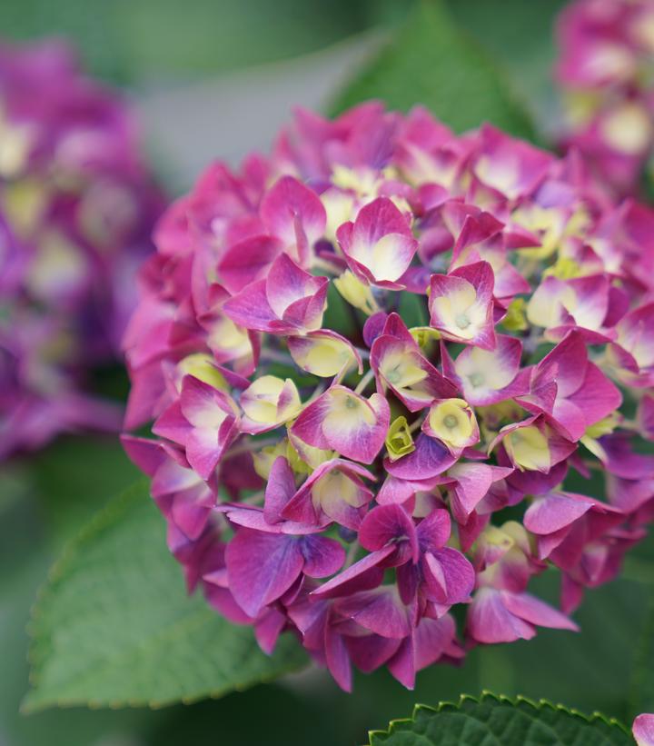Hydrangea mac. Wee Bit Giddy®