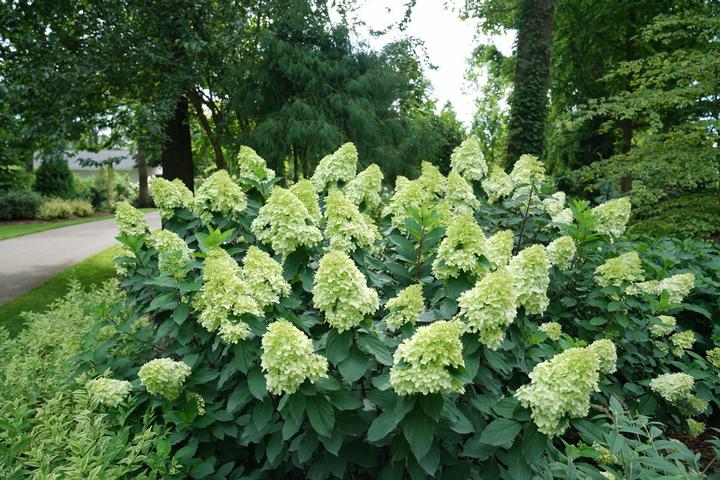 Hydrangea pan. Limelight Prime®