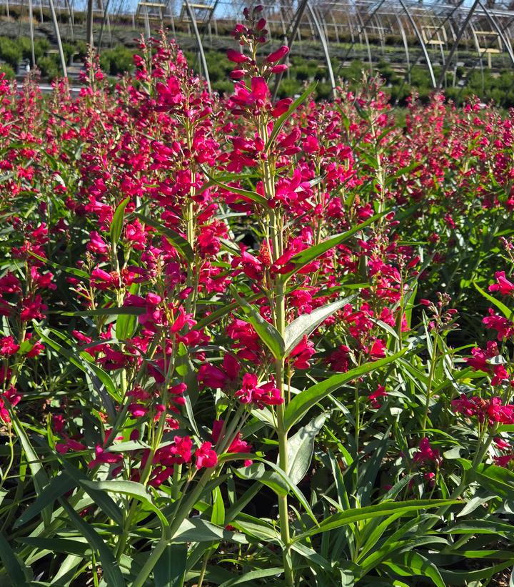 Penstemon barbatus Pristine Deep Rose
