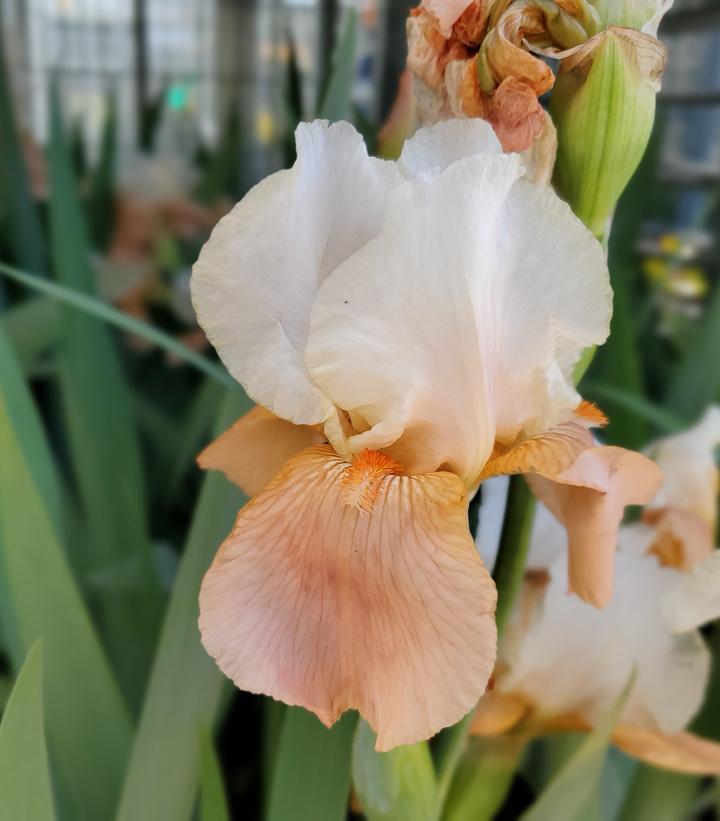 Iris germanica 'Invitation'