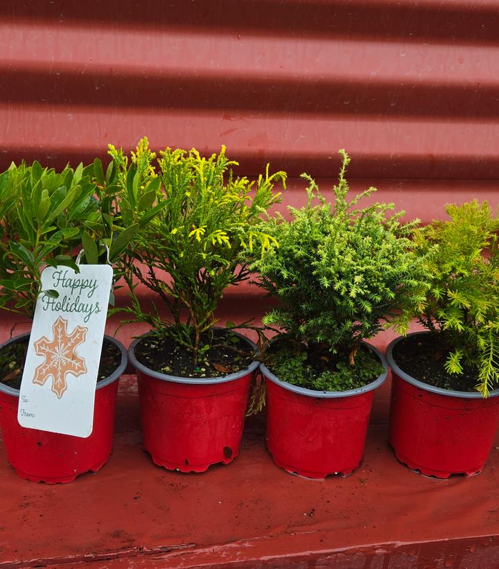 Holiday Combo Rudolph's Favorite