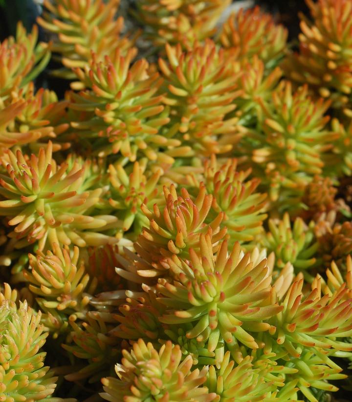 Sedum rupestre Prima Angelina