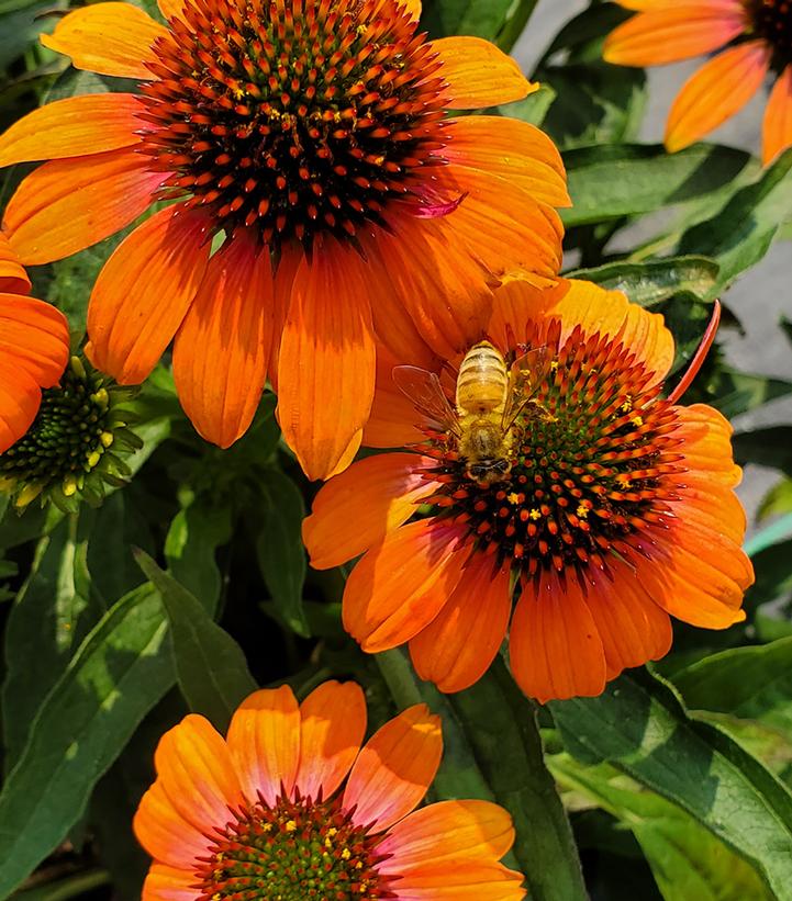 Echinacea x Artisan™ Soft Orange