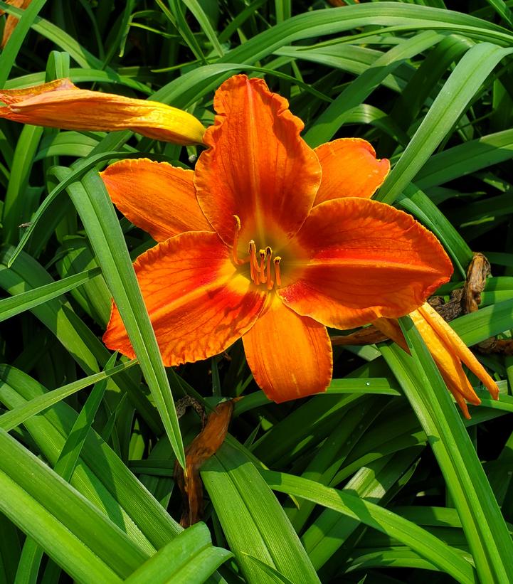 Hemerocallis 'Alabama Jubilee'