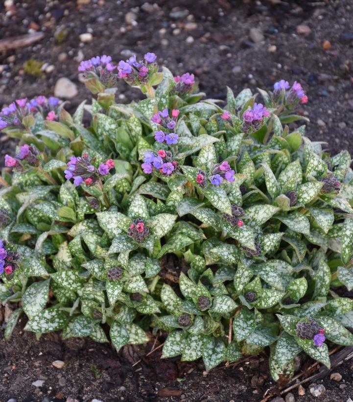 Pulmonaria hybrid 'Spot On'