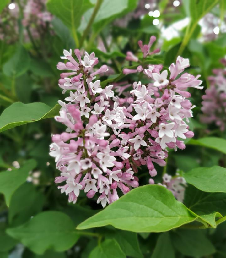 Syringa x Baby Kim®