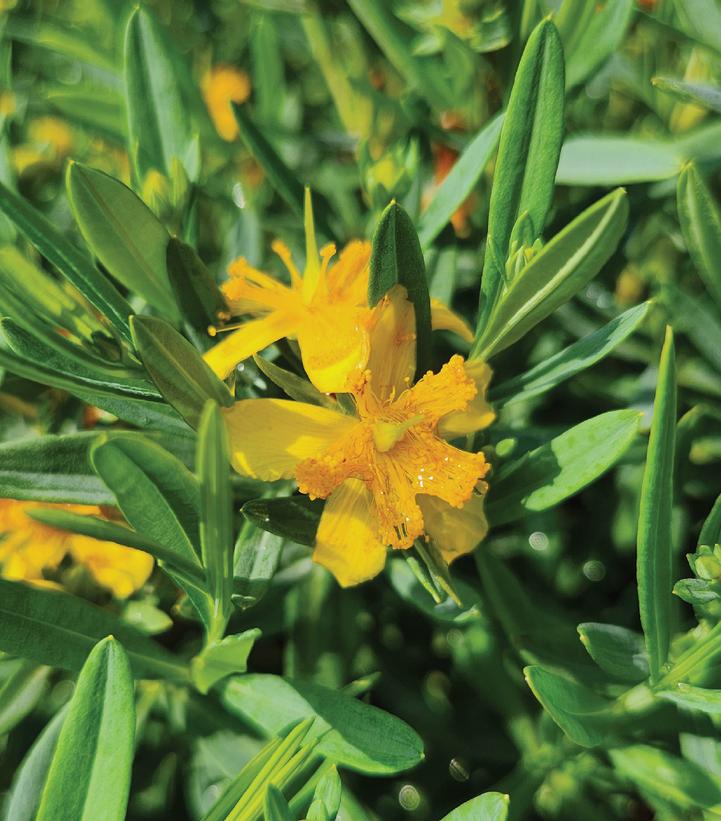 Hypericum kalmianum Cobalt-n-Gold™