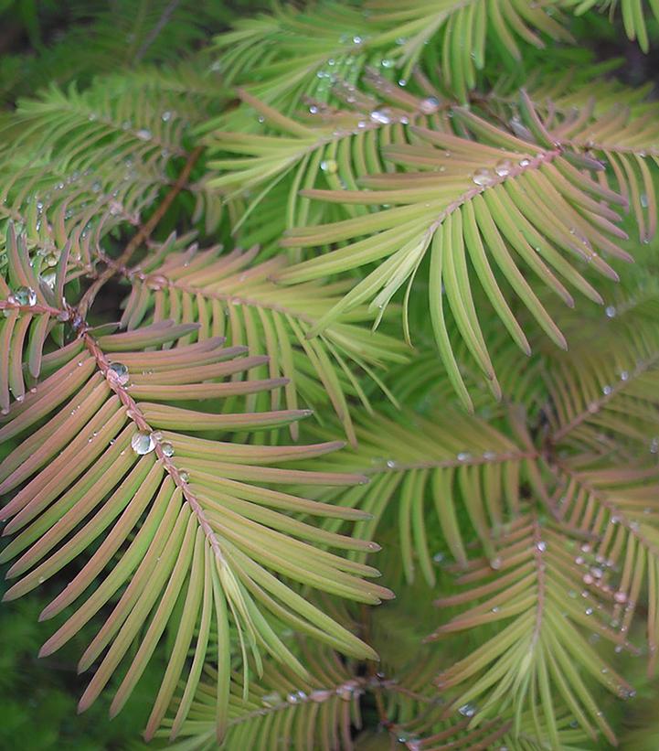 Metasequoia glyptostroboides 'Soul Fire'
