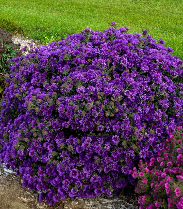 Aster novae-angliae 'Grape Crush'