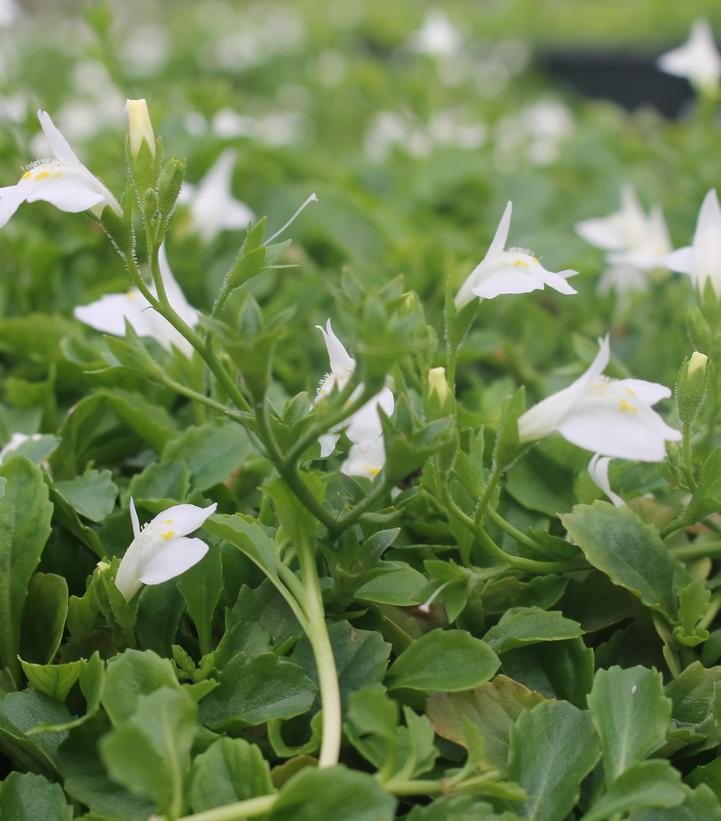 Mazus reptans 'Albus'