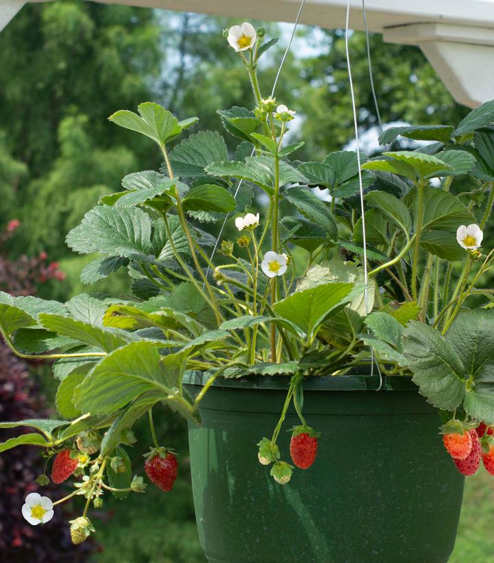 Fragaria ananassa Snowy Belle™