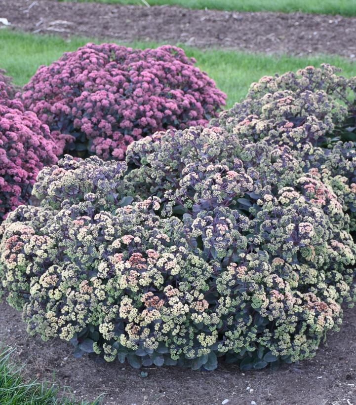 Sedum x 'Night Light'