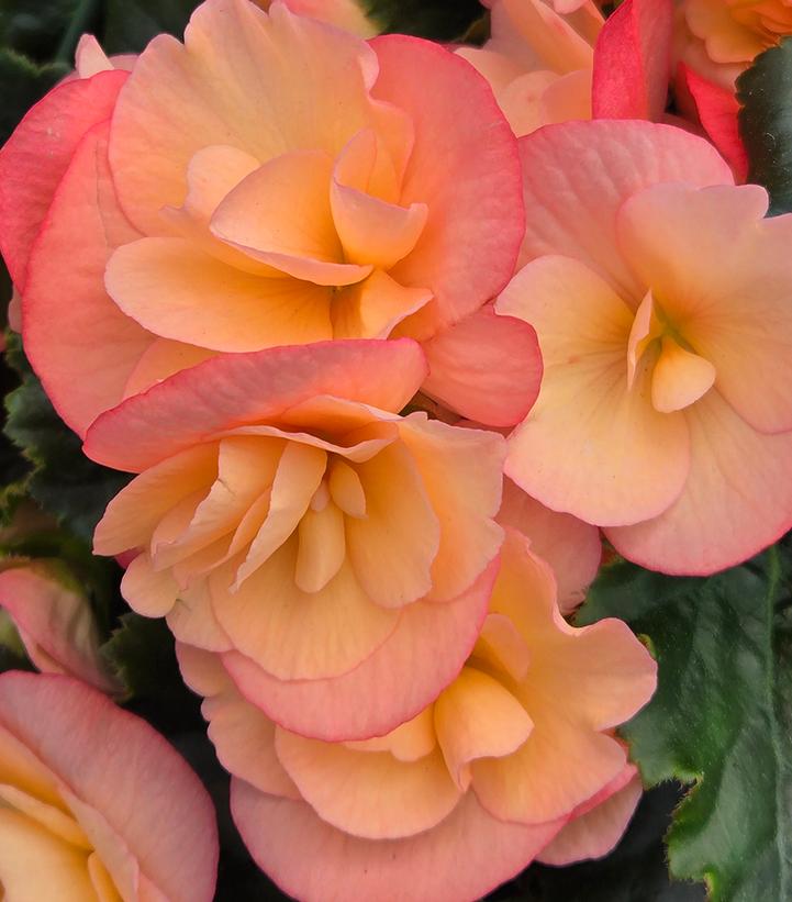 Begonia Rieger