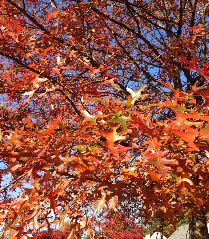 Quercus palustris 