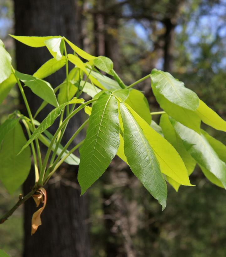 Carya ovata 