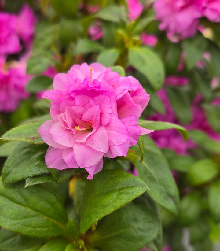 Azalea x Encore® Autumn Majesty®