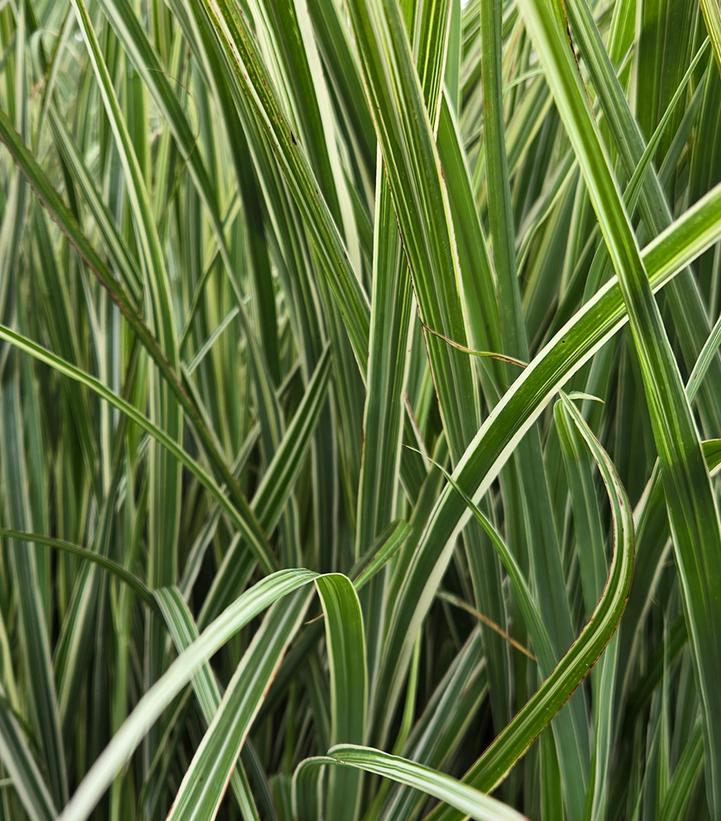 Miscanthus sinensis 'Rigoletto'