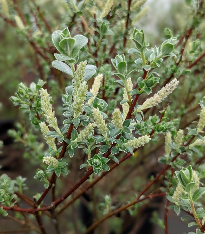Salix repens 