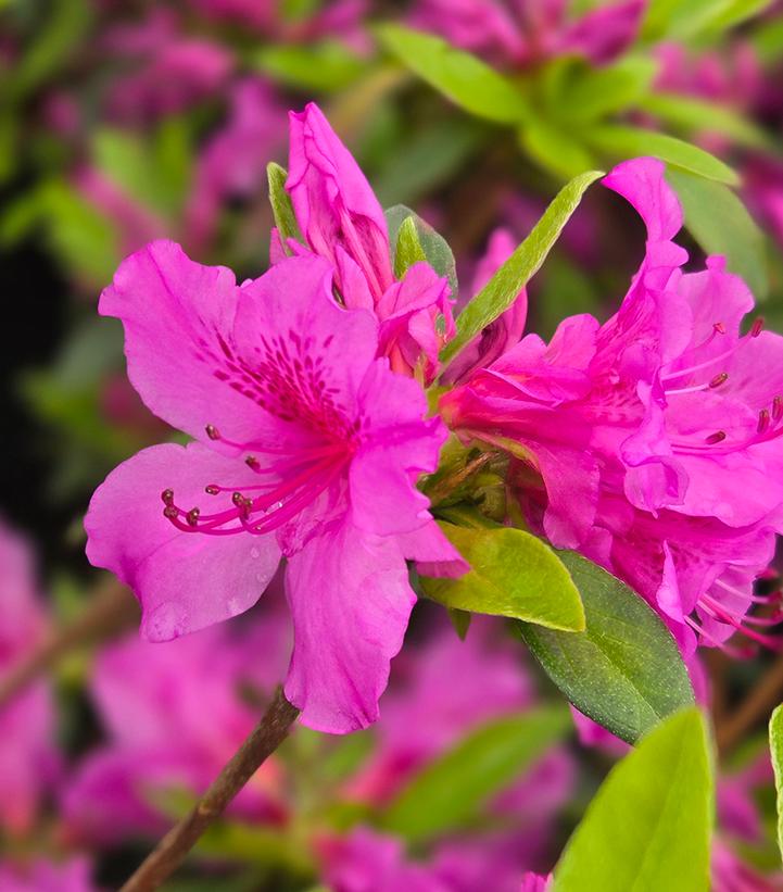 Azalea x 'Herbert'