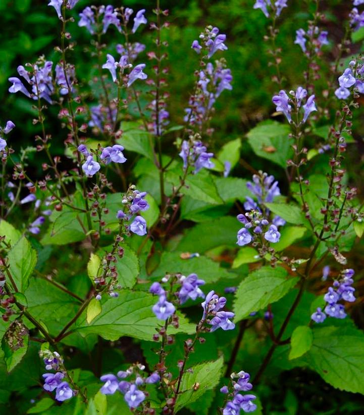 Scutellaria 'Appalachian Blues'