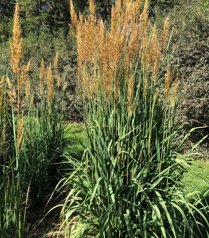 Sorghastrum nutans Golden Sunset®