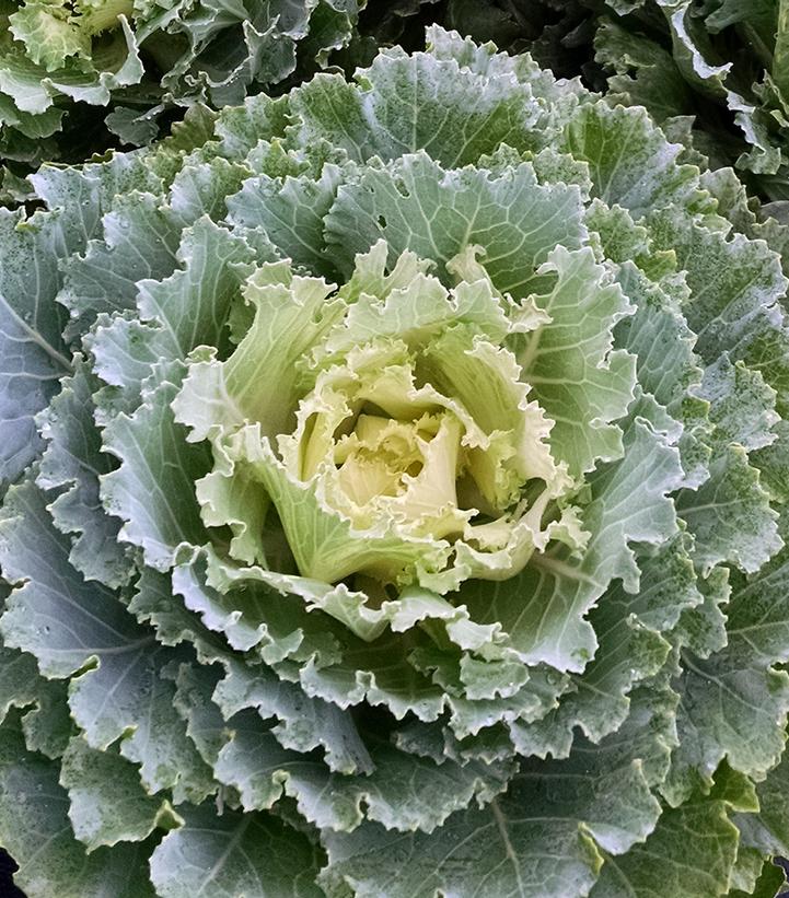 Kale Ornamental White