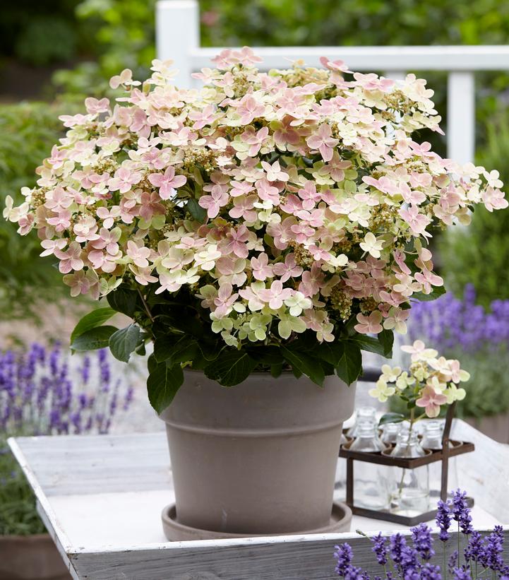 Hydrangea pan. Early Evolution
