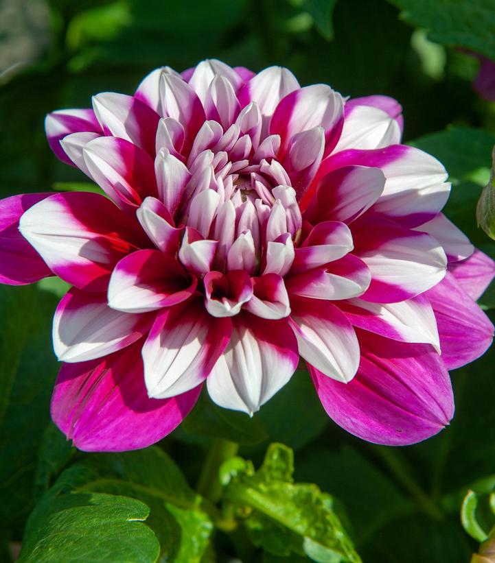 Dahlia 'Patches'