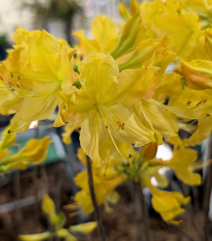 Azalea x 'Golden Lights'