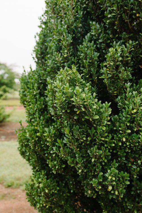 Ilex crenata Chubby Hubby™