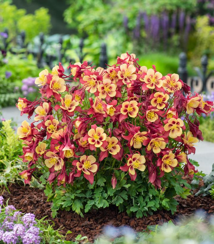 Aquilegia x Earlybird™ Red Yellow
