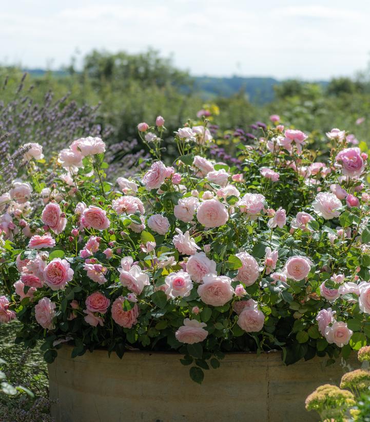 Rosa Eustacia Vye™