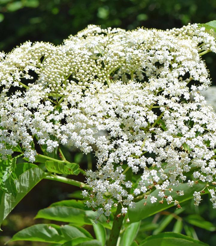 Sambucus canadensis Wyldewood