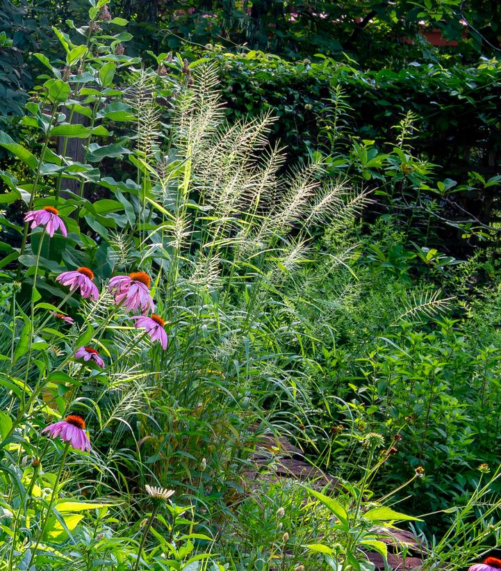 Elymus hystrix 