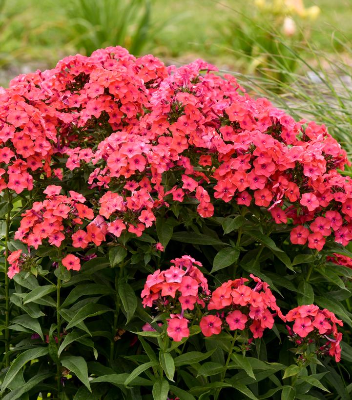 Phlox paniculata Luminary™ 'Sunset Coral'