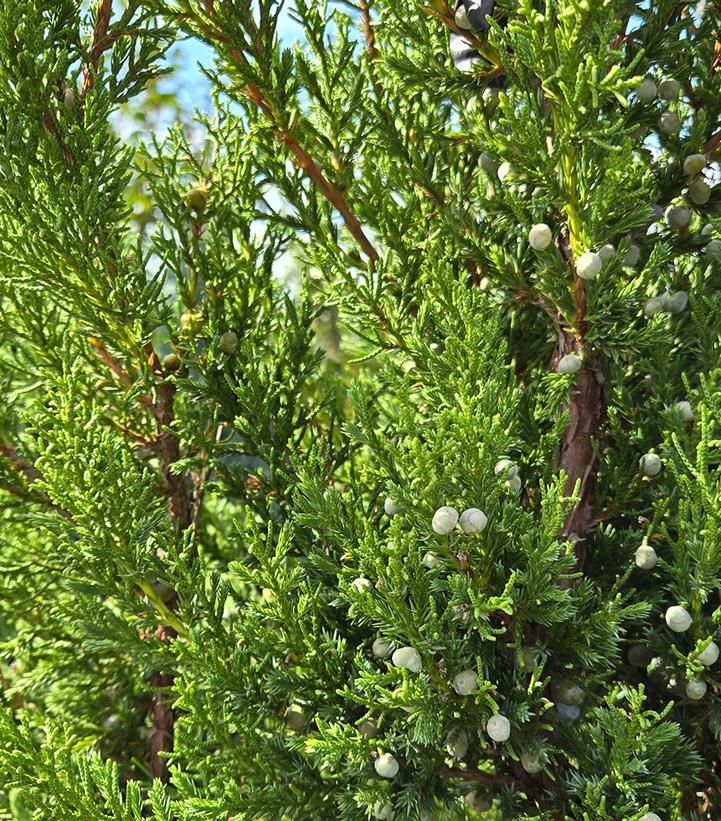 Juniperus chinensis 'Mountbatten'
