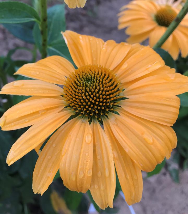 Echinacea x Color Coded® One in a Melon