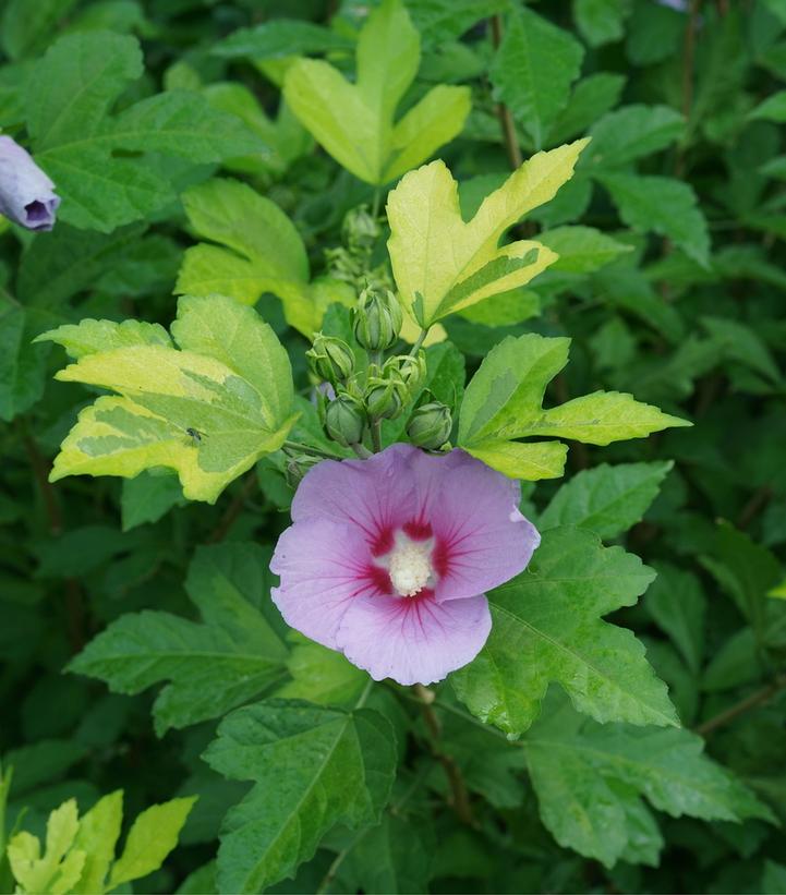 Hibiscus syriacus Paraplu Adorned ™