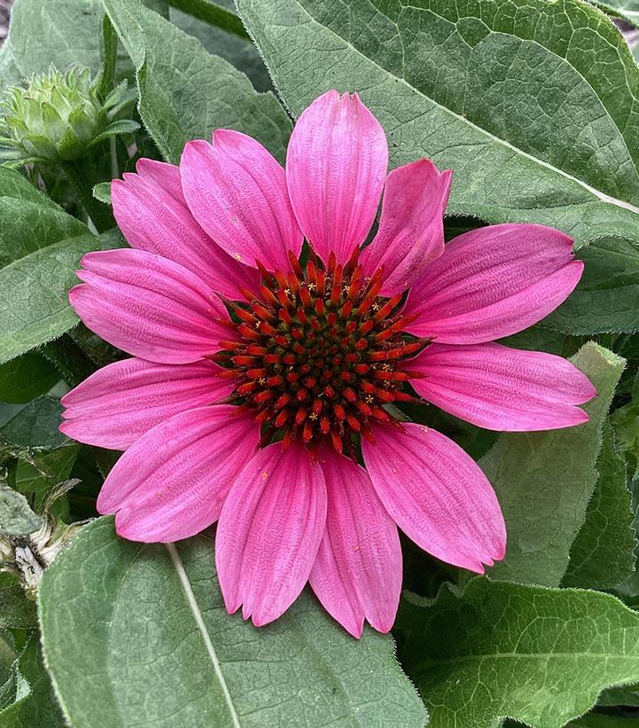 Echinacea x Sunmagic® 'Vintage Pink'