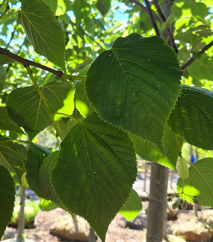 Tilia americana 'Redmond'