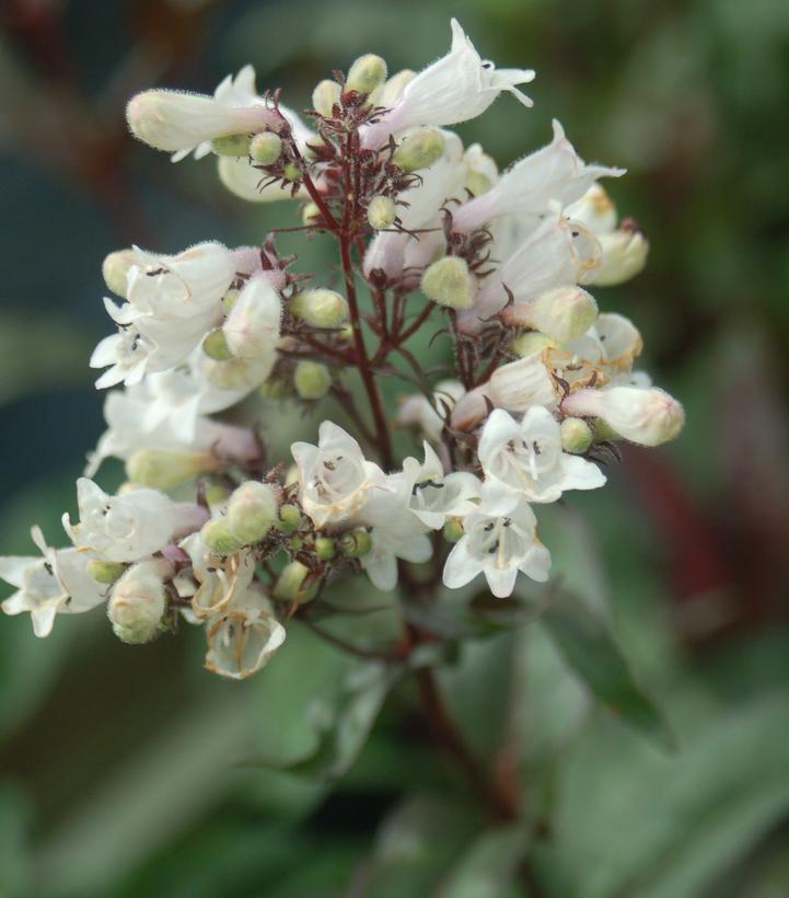 Penstemon digitalis Husker Red