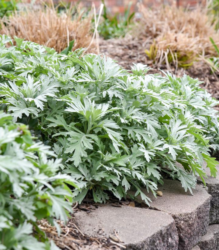 Artemisia x 'Silver Lining'