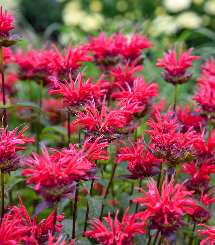 Monarda hybrid Upscale® Upscale® 'Red Velvet'