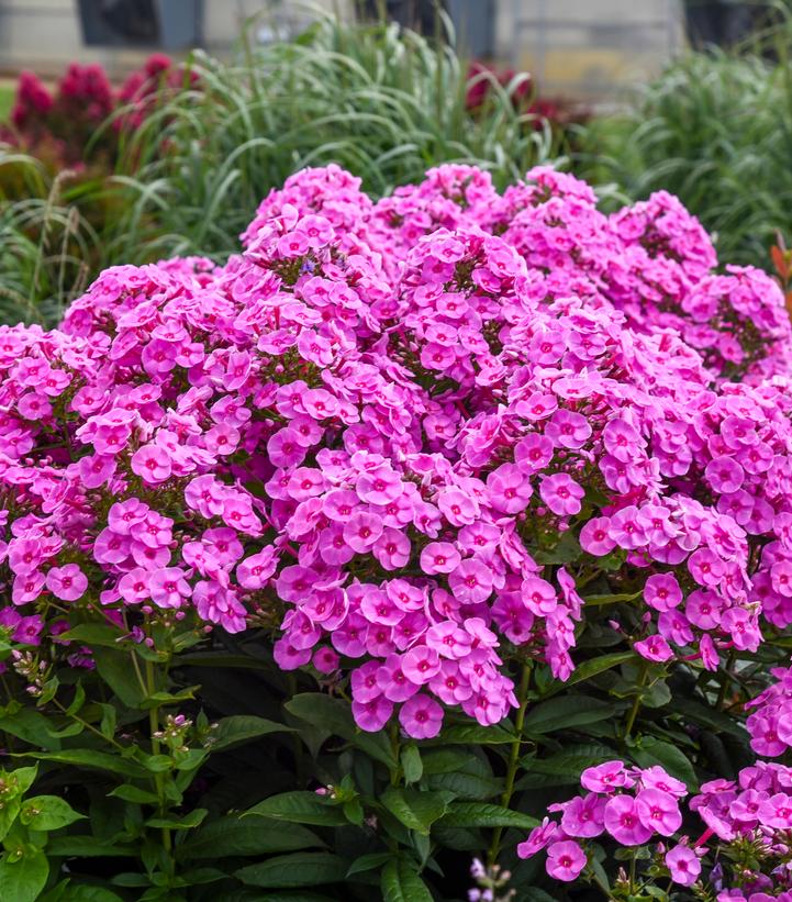 Phlox paniculata Luminary® 'Prismatic Pink'