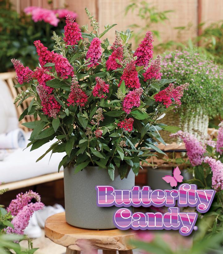Buddleia davidii Butterfly Candy® Li'l Raspberry™