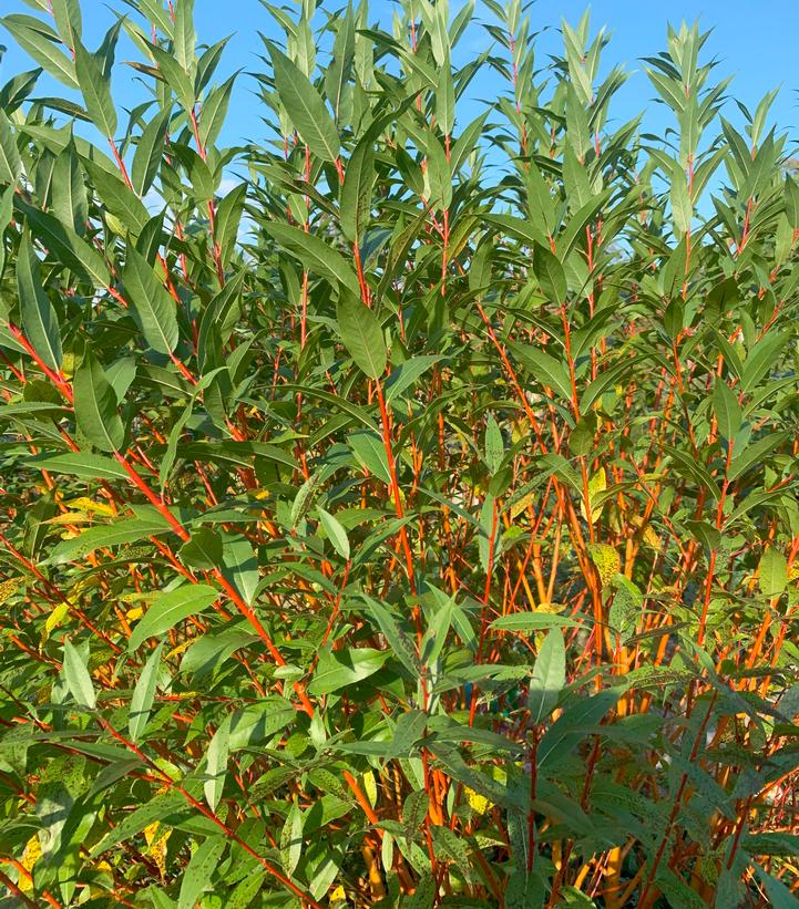 Salix alba Winter Torch