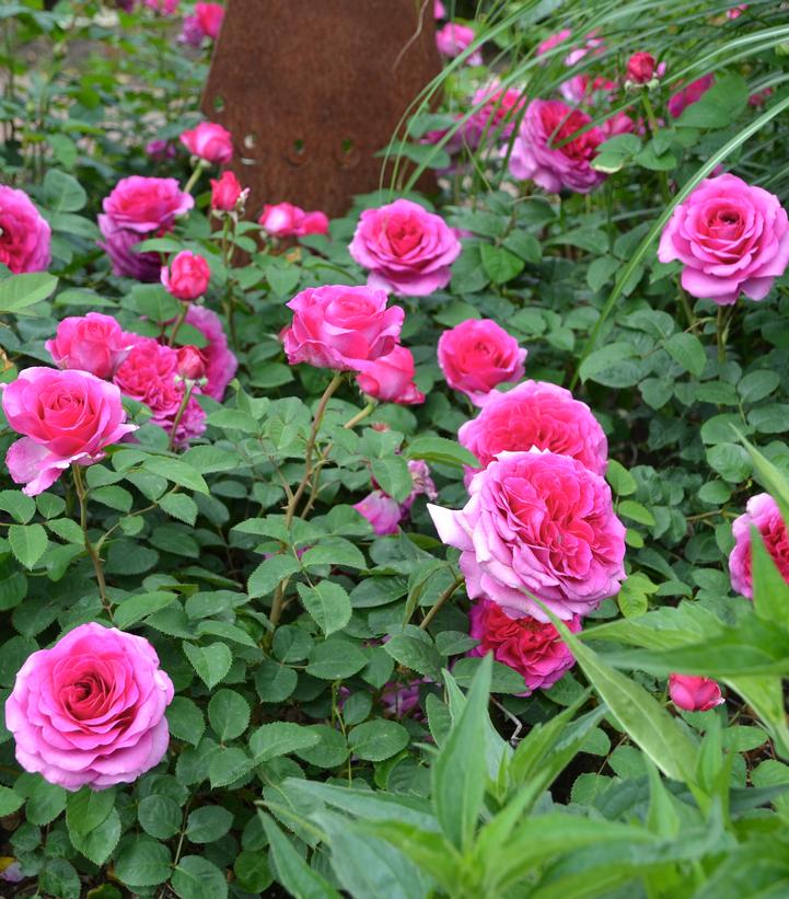 Rosa Showpiece™ Berry