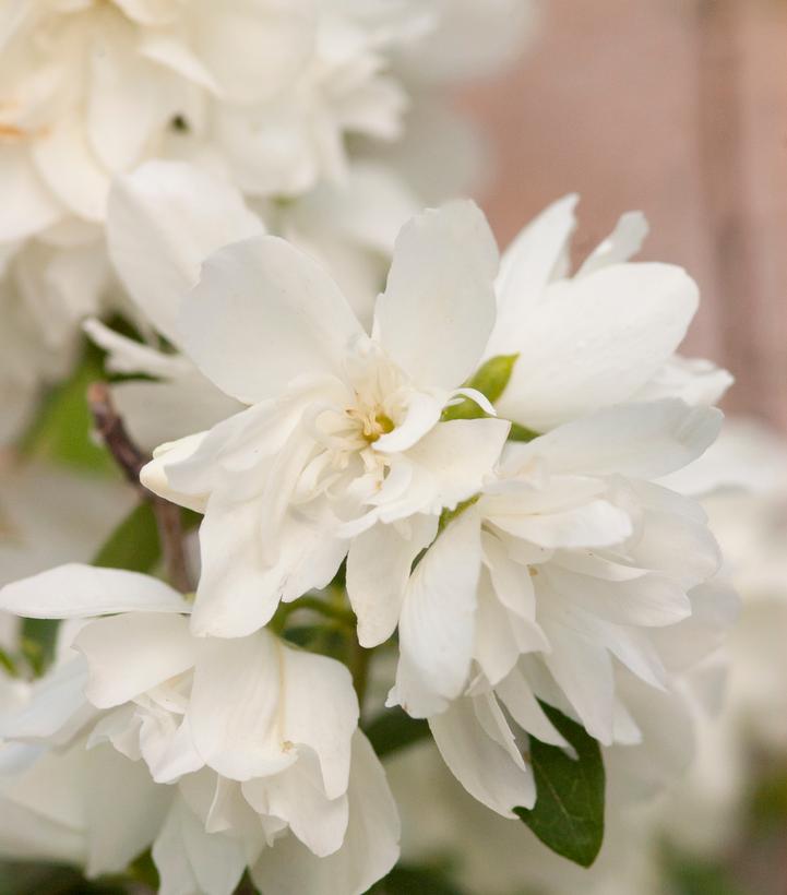 Philadelphus 'Snowbelle'