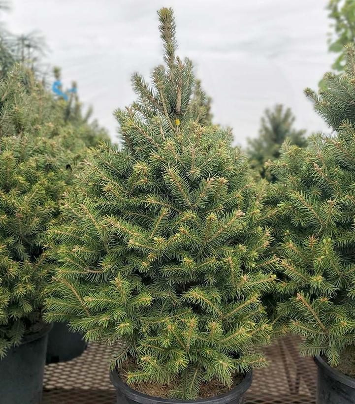 Picea pungens 'Sester Dwarf'
